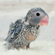おチビっ子怪獣⋆͛🦕⋆マメルリハ(ブルー) 男の子 ヒナ