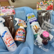 うさモル🐰🌱お迎え応援キャンペーン⭐️