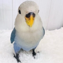 最新画像更新♡深海ブルー💙とても綺麗な1羽です！小桜インコ（バイオレット）