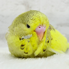 【最新画像更新🪄】癒し効果120%🐣🌳ジャンボセキセイインコ(パイド) ヒナ