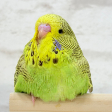 【最新画像更新🪄】魅力的すぎるボディ🐥💗ジャンボセキセイインコ(ノーマル) ヒナ