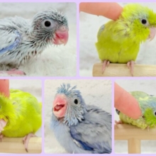 【⋆͛📣期間延長のお知らせ】ちびっ子探検隊🐥🪖🪄おマメちゃんフェア🪇