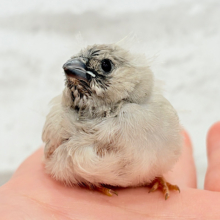 どすこいっ🐣わた毛の天使ちゃん🌾💖ジャンボキンカチョウ(シナモン) ヒナ