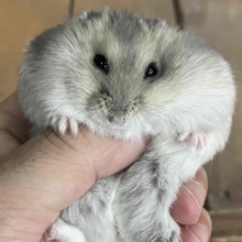 僕と契約して、飼い主になってよ！　サファイアハムちゃんご紹介