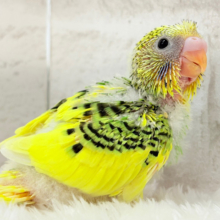 ちょこんと寝癖の可愛い子♡セキセイインコ(パイド) ヒナ