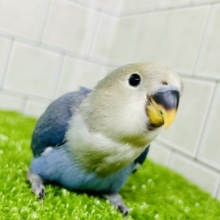 無限の可能性もつワタワタボディ！？　コザクラインコ