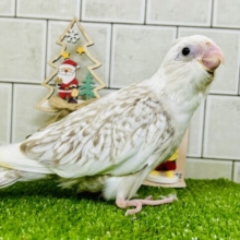 【最新画像更新☆】セピアにきらり✧*｡ココ懐日和🥥💭❕オカメインコ(WFシナモンパールパイド/2025年10月下旬生まれ)