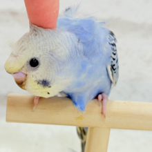 【最新画像更新🪄ひとり餌になりました‪☆】カッパさんみたいな頭に注目🐣🌀セキセイインコ(イエローフェイスオパーリン) ヒナ