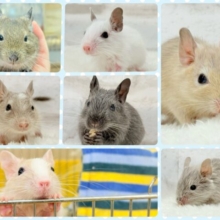 【延長決定！！！】🌿🐭デグーフェア🥜始まるよー！！！