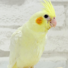 【最新画像更新🪄もうすぐひとり餌‪☆】もこもこちゃん🐣💭オカメインコ(ルチノー) ヒナ
