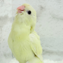 【最新画像更新🪄】ピーポポポ♬優しい音色のクリームちゃん🐣💛サザナミインコ(クリームイノ) ヒナ