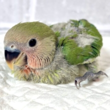 コザクラインコ  ノーマル  𓏸𓈒💚𓈒𓏸⸜❤️⸝
