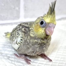 オカメインコ  イエローフェイスパール  💛⚪️✨️