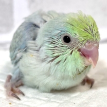 マメルリハ  ターコイズEUダイリュートブルー  男の子
