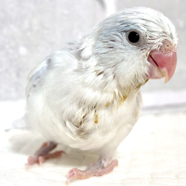 マメルリハ