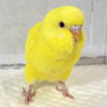 セキセイインコ  ルチノー  🌼🐤