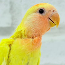 【最新画像更新🪄】紅葉感じる色味の子🐣🍁コザクラインコ(ルチノーオパーリン) ヒナ