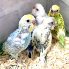 晩秋の折🍁セキセイインコちゃんず来てくれました〜🍁🍄🌰