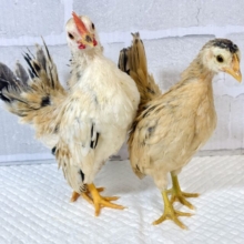セラマ  🐥🐥