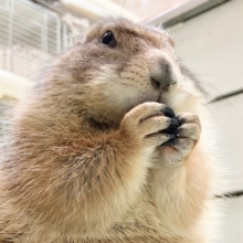 プレーリードッグ（男の子）　なでなで大好き♪ころころボディの甘えんぼさん！
