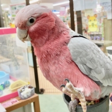 モモイロインコ(女の子)　乗りたがりなBIGガール！一緒に遊んで～！