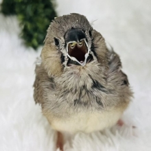 ご飯まだ一人で食べられないの🐥🍼キンカチョウのヒナ入荷しました❤️