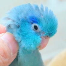 最新画像になります☆葛藤！ｶｷｶｷと日光浴っ～迷うは。。　幸せの青い鳥🕊️💙　マメルリハ（ブルー）