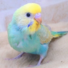 最新画像になります☆注意☆見つめられたらアウトっ♪　セキセイインコ（パステルレインボー）