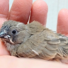 ニ〜ニ〜の鳴き声がPretty🎵キンカ鳥ヒナさんノーマル