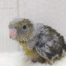 リ〜ポポポポ〜🎵サザナミインコヒナさん来ました〜