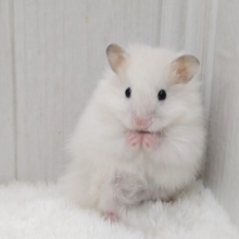 ふわふわわたあめみたいなハムスターさん来ましたよ〜