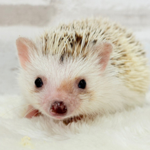 豪快な寝方にハマる！！！ハリネズミ(シナモンパイド) 男の子