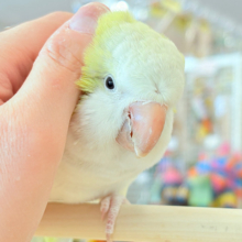 【動画更新🪄】デレた瞬間の爆発的可愛さ💣❤️‍🔥オキナインコ(アクアブルーパリドイノ)