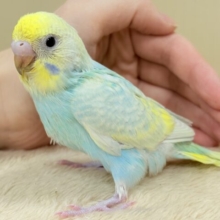 儚さ炸裂のレインボー🌈✨セキセイインコ(パステルレインボースパングル)ヒナ