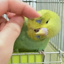 【最新画像】もっふりもふもふ☁️✨ジャンボセキセイインコ（スパングル）