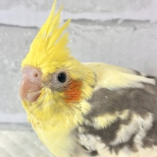 オカメインコ  パイド  ‎🤍🍨🍫.*·.⟡