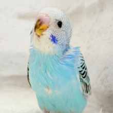 【最新画像更新🪄】可愛いが過ぎてるね？？💖セキセイインコ(オパーリン) ヒナ