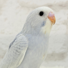【最新画像更新🪄】レアカラー🪅淡さと透明感、爆発中〜🫧💥セキセイインコ(スパングル) ヒナ