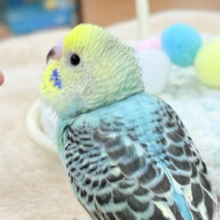 【最新画像更新】キリッとブラックがかっこいい〜😎✨セキセイインコ（レインボー）ヒナ
