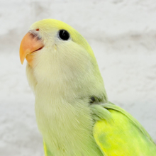 【最新画像更新🪄】キラキラお花畑が広がる💐💖コザクラインコ(タイガー系) ヒナ