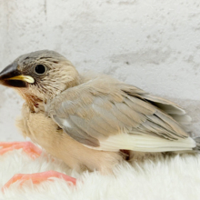 レアカラー🪅未来が楽しみ♬*°アゲイト文鳥 ヒナ