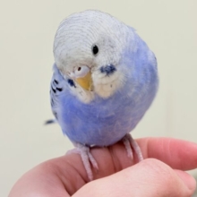 【カゴデビュー🪄💫一人餌】にっこりニコニコ☺️セキセイインコ（オパーリン）ヒナ