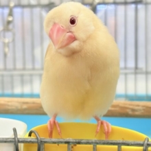 【最新画像】ふんわり暖かカラーでまったり〜☕️🌿シナモン文鳥(ヒナ)