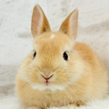 おでこにちょこんっ💫トレードマーク入り🐰🧡ミニウサギ(オレンジ) 男の子