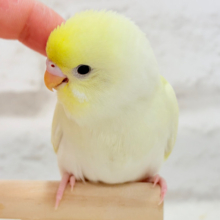 【最新画像更新🪄】レモンホイップクリーム🐣🧁セキセイインコ(クリーム) ヒナ