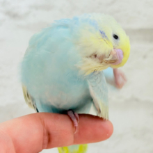 表情豊か♬甘々ちゃんはすぐそこ𖤐  ̖́-‬セキセイインコ(パステルレインボー) ヒナ