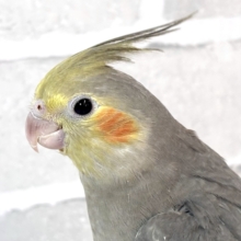 オカメインコ  ノーマル  🫧🩶.｡.:*♡