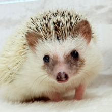 むっちりBODYにメロメロだっ🦔💖ハリネズミ(パイド) 女の子