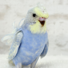 シャレオツ天使ちゃん🧚‍♀️💐セキセイインコ(パステルレインボースパングル) ヒナ