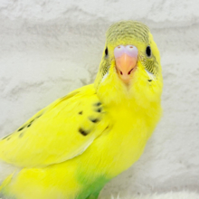 【最新画像更新🪄】おめめキラキラ✨キュートフェイス♥セキセイインコ(黄色ハルクイン) ヒナ